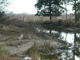 Click to see 01 Chincoteague 01.JPG